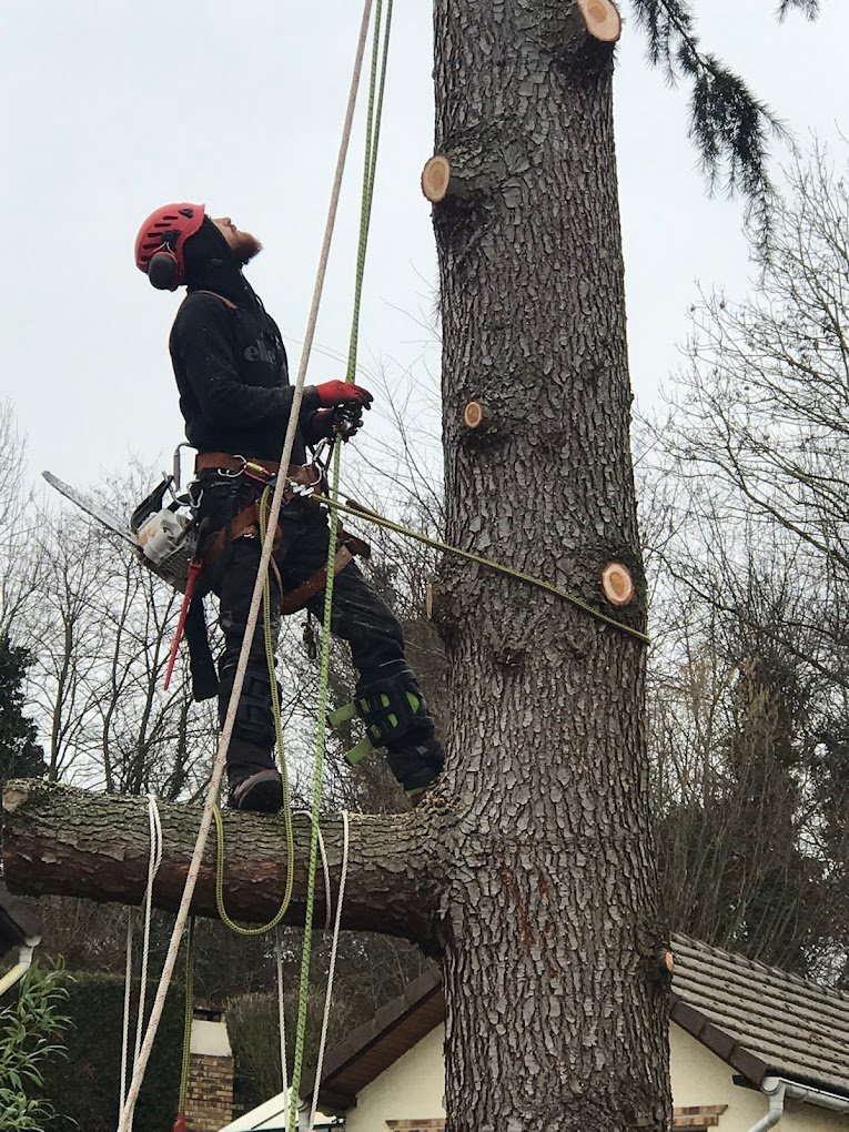 Envoyez du Bois – Élagage et entretien d’arbres en Île-de-France