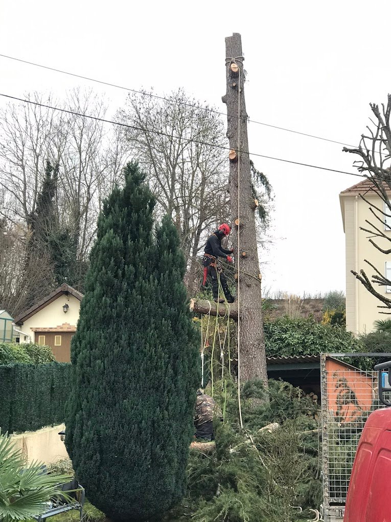elagage d'arbres - Photo 4