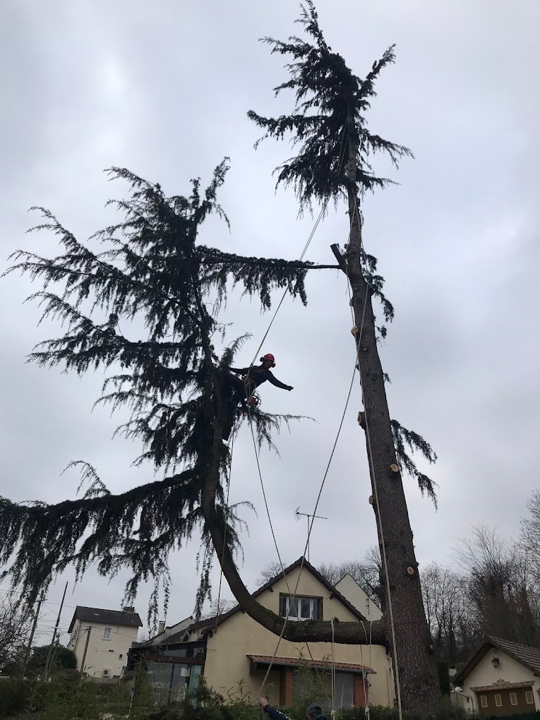 elagage d'arbres - Photo 5