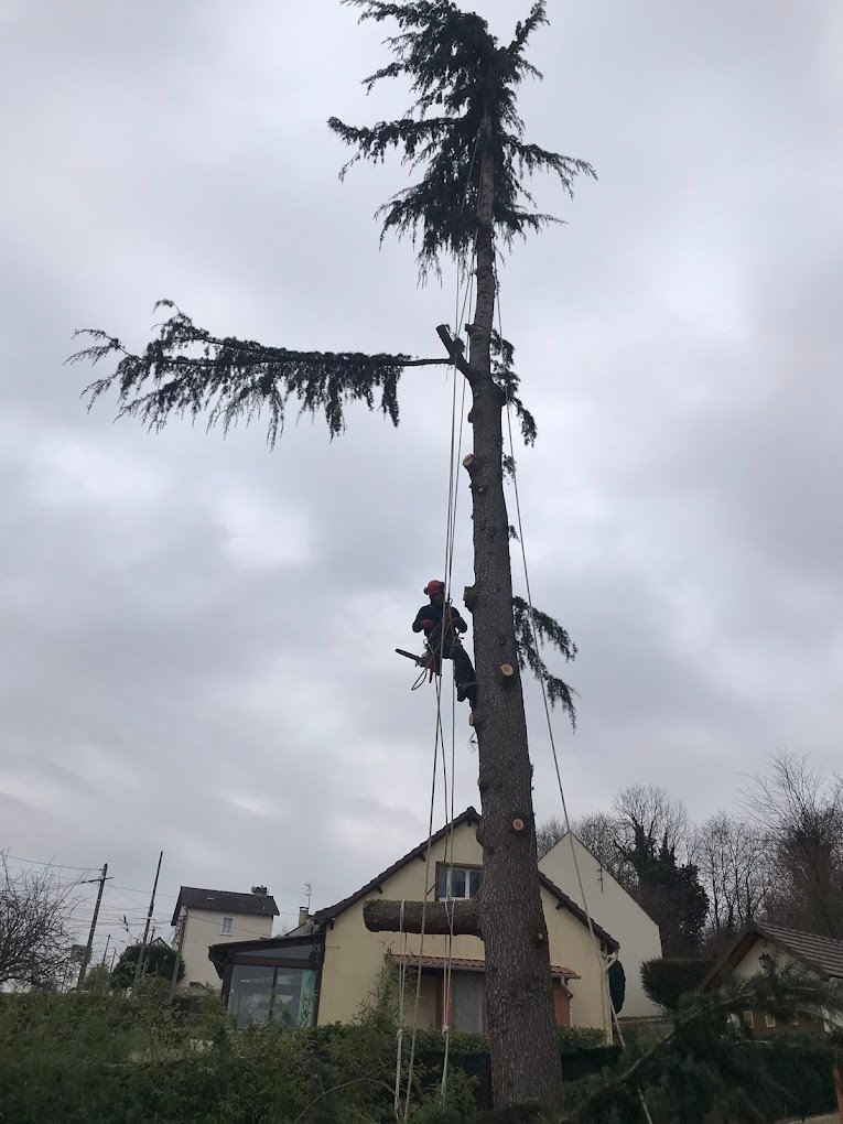 elagage d'arbres - Photo 6